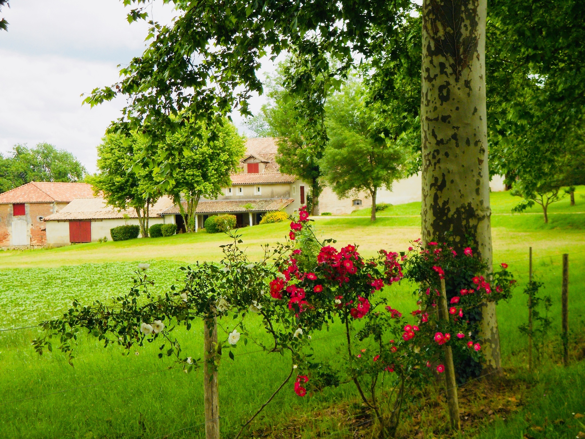 Les bâtiments du domaine derrière les rosiers